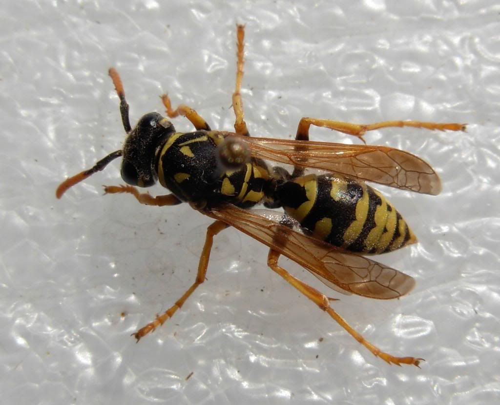 wasp photo: Polistes dominula - European Paper Wasp DSCN0720_zpscf71235d.jpg