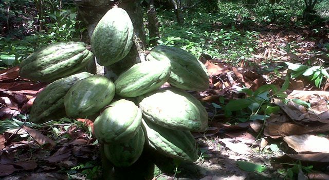 EFEK SAMPING PUPUK ORGANIK