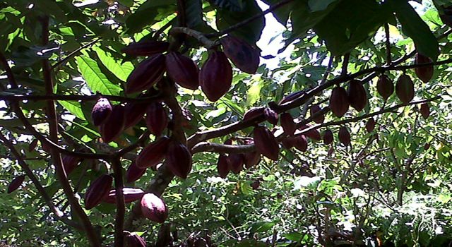 TANAMAN COKLAT/KAKAO - DESA SAYO, KAB.POSO