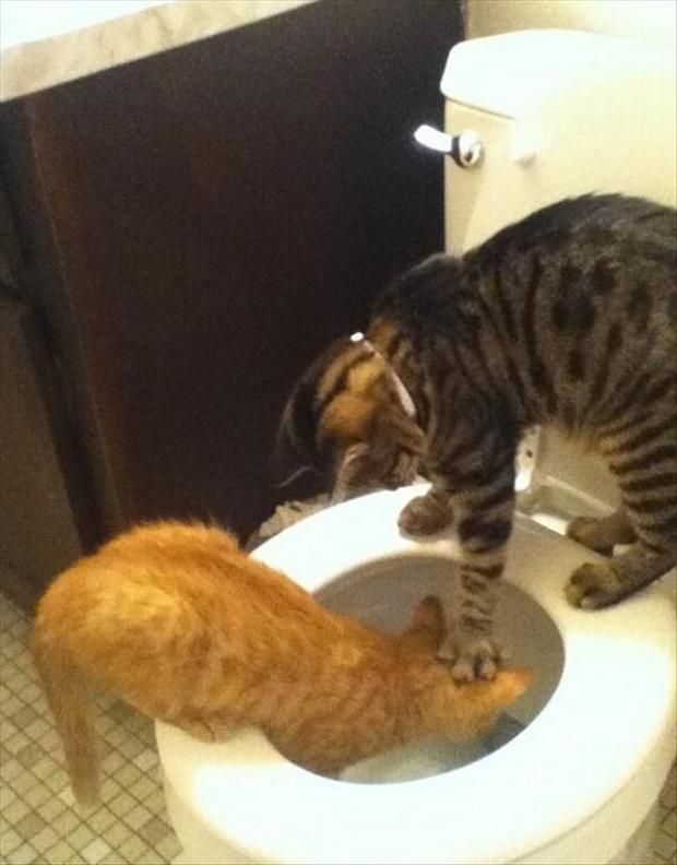 funny cat photo: toilet Funny-Cat-Pictures-with-Captions-31_zps80a07c7a.jpg