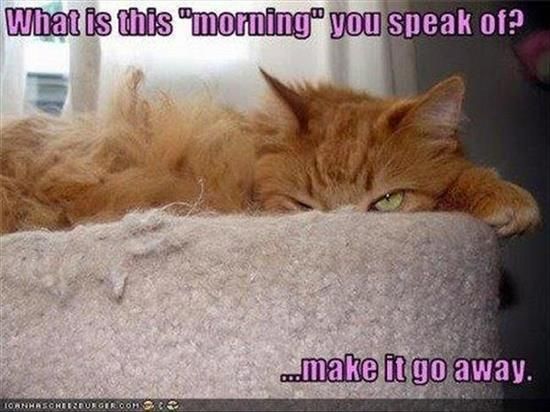 Funny morning photo: morning Funny-morning-cat_zps1dde9700.jpg