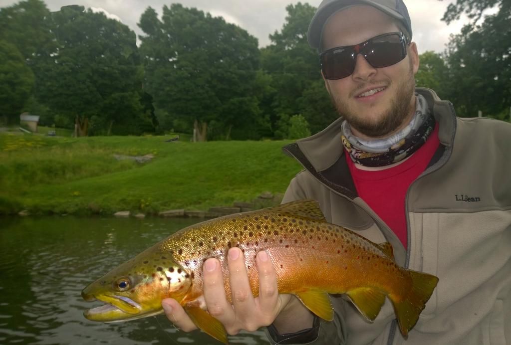 browntrout1_zpse025223c.jpg