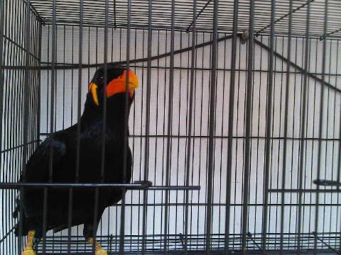 Burung Beo Medan Asli Detikforum