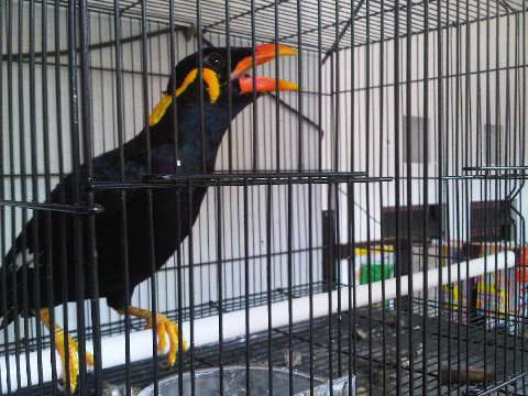 Burung Beo Medan Asli Detikforum